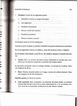 ún ANeroufa Covpenenn
Duodeno: Constade las siguientespartes:
a. Dudodeno vertical,se origina del píloro
b. Asa sigmoidea
c. Duodeno descendente
d. Flexuracaudaldel duodeno
e. Duodeno ascendente
f. Flexuraduodenoyeyunal
El duodeno mide de 90-110centímetros.
Levanteun poco el hígadoy procedaa identificarlaspartesanteriormenteenunciadas.
En el asasigmoideaobserveel colédoco,unión del conductocísticoy hepático.
En el duodeno descendentea unos 20 cm. del colédoco,disequeel conductopancreá-
tico.
2. Yeyuno:Estaa la derechadel plano medio,distribuidoen muchasasas,recu-
bierto por las láminassuperficialy profundadel omentomayor.
Seencuentra localizado entre el cartílagoxifoides y la entrada de la pelvis. Tiene
una longitud de 38 mt.
3. fleon' Termina desembocandoen el ciegoa través del orificio ileocecal.fiene
una longitud de 80-100centímetros.
Intestino grueso,es dorsal al yeyuno.
B. Lado izquierdo: Bazo,localizadoa la izquierdadel plano medio,su extremo
ventral estáubicadoa nivel de la unión costocondral6a.y 7a.su extremodor-
sal a nivel de la extremidadvertebralde lasdos últimascostillas.
t77
EN
hd
bo-
do
le
DA
GE
ht-
es-
s¡t-
ón
bl
le'
e.n
rto
 