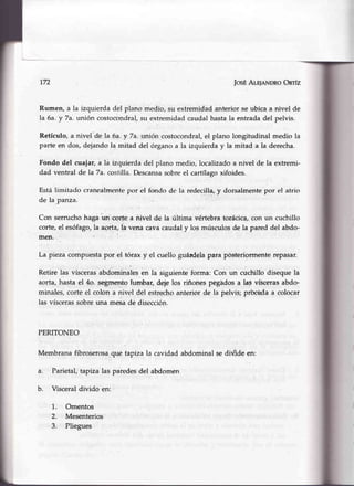 ü
772 |osÉAlE¡eNDRoOnrfz
Rumen, a la izquierda del plano rnedio,su extremidadanterior seubica a nivel de
la 6a,y 7a.unión costocondral,su extremidadcaudalhastala entradadel pelvis.
Retículo,a nivel-deIa 64.y 7a.unión,costocondral,el plano longitudinalmedio la
parte en dos, d.ejandola rnitad del órgano a la izquierday la mitad a la derecha.
Fóndo del cuaiar, a la izquierda del plano medio, localizadoa nivel de la extremi-
dad ventral de la 7a.costilla.Descansasobreel cartílagoxifoides.
Estálimitado cranealmeniepor el fondo dc la redecill+ y dorsalmentepor el atrio
de la.panza.
Con serruchohaga u4'cgrt¡ a nivel de la última vértebratorácica,con un cuchillo
corte,el esófago,la aorta,ta vena cavacaudaly los músculosde la pared del abdo-
men.
La piezacompuestapor el tórax y el cuello guárdelapara pósteriormenterepasar.
Retirelas vísceras'abdominalesen la siguienteforma:Con un cuchillodisequela
aorta, hasta el 4o. segmerrtolumbar, deie los riñonespégádosa las víscerasabdo-
minales,corte el colon a nivel del estrochoanterior de la pelvis; prbc&daa colocar
las víscerassobreuna m€sade disección.
PERITONEO
Membrana fibroserosaque tapizala cavidad abdominalse divide en:
Parietal,tapiza las paredesdel abdomen
Visceraldivido en:
1. Omentos
2. Mesenterios
3. Pliegues
a.
b.
 