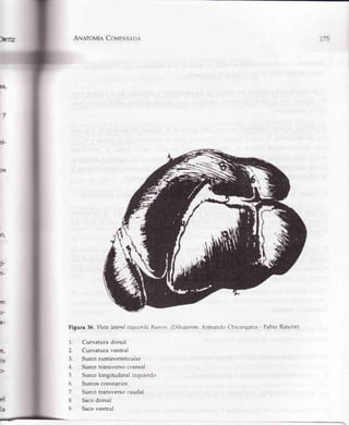 hru Atr¡ATovÍeCovpRr<anl
Figura 36. Vista lateralizquiertlnRuntcn (L)ibujaron:Armando Chicangana - Fabio Rincón)
:n
t¡-
a-
6,
_tL>
ft-
e{
la
1.
2.
J.
A
5.
6.
7
8.
9.
Curvatura dorsal
Curvatura ventral
Surco ruminorretrcular
Surco transverso craneal
Surco longitudinal izquierdc'r
Surcos coronarios
Surco transverso caudal
Sacodorsal
Saco ventral
 