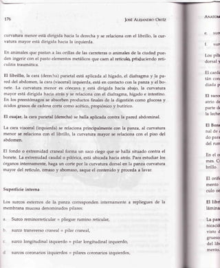 176 JosEAle¡eNDRoOnríz
curvatura menor estádirigidá haciala derecháy se relacionacon el librillo, la
vatura mayor estádirigida haciala izquierda.
En animalesque pastana las orillas de las carreteraso animalesde la ciuda{ pue.,
den ingerir con el pastoelementosmetálicosque caenal retícuh, prfoduciendoreti-
culitistraumática.
El librillo, la cara(derecha)parietalestáaplicadaal hígado,el diafragmay.la pa-
red del abdomen,la cara,(visceral)izquierda,estáen contactocon la panzay el bo-
nete. La curvatura n'ienor es cóncava y está dirigida hacia abajo, la curvatura
mayor estádirigida haciaatrásy serelacionaconel diafragma,hígadoe intestino.
En los preestómagosse absorbenproductosfinalesde la digestióncomo glucosay
ácidosgrasosde cadenacortacomo acético,propiónicoy butírico.
El cuajar, la caraparietal (derecha)sehalla aplicadacontra la pared abdominal.
La cara visceral (izquierda)se relacionaprincipalmentecon la panza,al curvatura
menor se relacionacon el librillo, la curvatura mayor se relacionacon el piso dgl
abdomen.
e.
ANnron
f.
sun
sun
Los pila
dorsalr
EI cardi
tán con
diadap
El surc
atrio de
partedr
la leche
El Bonr
nal de ¡
do para
del rum
En el o
mes.Cr
brillo.
El orifi
mento
culo oE
El libri
lámina
La pan
nicació
visto d
grueso
del libi
mento-
El fondo o extremidadcranealforma un sacociegoque se halla
bonete.La extremidadcaudalo pilórica,estáubicadahaciaatrás.
órganosinternamente,haga un cortepor la curvatura dorsal en la
situadocontrael
Paraestudiarlos
pa za curvatura
b
mayor del retículo,omasoy abomaso,saqueel contenidoy procedaa lavar.
Superficieinterna
Los surcosexternosde la. panza correspondeninternamentea replieguesde la
membranamucosadenominadospilares:
Surcoreminorreticular= pliegue rumino reticular,
surcotransversocraneal- pilar craneal,
surcolongitudinalizquierdo= pilar longitudinalizquierdo,
surcoscoronariosizquierdos= pilarescoronariosizquierdos,
 