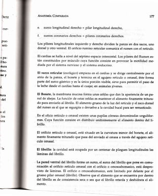 l Pa-
l bo-
ltura
tino.
tay
ú.
tt¡ra
r del
A¡¡nroufn CoprpRRnoR 177
e. surco longitudinal derecho- pilar longitudinal derecho,
f. surcoscoronariosderechos- pilarescoronariosderechos.
Los pilares longitudinalesizquierdo y derechodividen la panzaen dos sacos,uno
dorsal y otro ventral. El orificio rumino reticularcomunicael rumen con el retículo.
El cardiassehalla a nivel del séptimoespaciointercostal.Los pilaresdel Rumen es-
tán constituidospor músculocuya función consisteen provocarla motilidad me-
diada por el sistemanerviosoy el sistemaendocrino.
El surcoreticular (esofágico)empiezaen el cardiasy sedirige centralmentepor el
atrio de Ia panza,el bonetey termina en el agujeroretículo e omasal,éste forma
parte del surcogástricoy es la única porción visible,sirve para permitir el paso de
la lechedesdeel cardiashastael cuajar,en animalesjóvenes.
El Bonete,la membranamucosaformaunasceldasque dan la aparienciade un pa-
nal de abejas.La funciónde estasceldasesmantenerel alimentofinamentetrifura-
do paraenviarloal librillo. El alimentogrqesode la luz del retículoy el saco;dorsal
del rumenesel que seregurgitao devuelvea la cavidadbucalparaserremasticado.
En el oficio retículoo omasalexistenunaspapilascórneasdenominadasungulifor-
mes.Cuya función consisteen distribuir uniformementeel alimento dentro del li-
brillo.
El orificio retículoo omasal,estásituadoen la curvaturamenor del bonete,el ali-
mento finamentetriturado que pasadel enviado al omasaa travésdel agujeroreH-
culo omasal.
El librillo: la cavidadestáocupadapor un centenarde pliegueslongitudinaleslas
láminasdel librillo.
La pared ventral del librillo forma un surco,el surcodel librillo que pone en comu-
nicación el orificio retículo omasalcon el orificio o omosoabomasico,estádespro-
visto de láminas.El orificio o omosoabomasico,estálimitado por delantepor el
gruesopilar omasal(librillo). Observeque el alimentoque seencuentrapor dentro
del librillo es de consistenciasecao seaque el librillo retarda y deshidratael ali-
mento.
 
