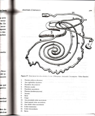 Au¿rouf¿ Co¡n'¿nqo¿
Figura 37 Vistalatt'ril dcrcclutintcstittttl,tr¡,llo (Dibr-rjanrn,rnr¡ntltl ( hrcrngarra- Fabio Rmcón)
1. Porción ¡rilórica abornaso
2. Asa sigmoidea dtrodeno
3. Duodeno desce.nde¡rtt'
4. Flexura caudal
5. Duodeno ascendente
6. Flexuraduodenoyeyunaf
7. Yeyuno
8. Íleon
9. Ciego
10. Asa proximal colon ascendente
11. Asas espiral colon ascendente
t2. Asa distal colon ascendente
13. Colon transverso
14. Colon descendente
15. Recto
./E
a serie
i teme-
he. En
¡secrg-
lquean
o des-
sorben
medio
¡ flexu-
del in-
fo¡nción
na que
iestivo.
¡sorben
nmidad
lon de'
lándose
 