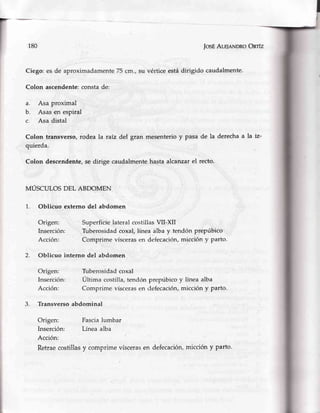 II
180 IosÉAleleNDRoOnrlz
Ciego:es de aproximadamente75 cm.,su vérticeestádirigido caudalmente.
Colon ascendente:constade:
a. Asa proximal
b. Asas en espiral
c. Asa distal
Colon transverso,rodea la raíz del gran mesenterioy pasa de la derechaa la
quierda.
Colon descendente,,sedirige caudalmentehastaalcanzarel recto.
MÚSCULOS DEL ABDC}MEN
1. Oblicuo externo del abdomen
Origen: Superficie lateral cosrtillasVII-XII
Inserción: Tuberosidad coxal, línea 3lba y tendón prepúbico
Acción: Comprime víscerasen defecación,micción y parto.
2. Oblicuo interno del abdomen
Origen: Tuberosidad coxal
Inserción: Última costilla, tendón prepúbico y línea alba
Acción: Comprime víscerasen defecación,micción y parto.
3. Transversoabdominal
Origen: Fascialumbar
Insercién: Línea alba
Acción:
Retrae costillas y comprime víscerasen defecación,micción y parto'
 