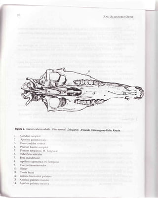 -h
JoscAr_et,,rNDrioC)nrÍz
'G
: ra ttlllttrltUt¡ l I t t t,t(l
Figura 2. Huesoscabezacaballo. Vistaventral.
l. Círndilo occr¡rrtal
2. Aptifisrs p¿trallliistordt':
.3. Fosa ctlndílea vcntr¡l
4. Porcitin basilaroccr¡ri¡¡l
5. Porción timpánicir fl li'rl|or.ri
6. Tubéréulo articurar
7. Fosa mandibular
8. Apófisis cigom;itica. f-{.Tem¡ror.rl
9 Cuerpo basresfenorcle's.
10. Vpmer
11. Cresta facral
12. Lámina horizontal palatino
13. Apófisis palatrnam¡ril¿r
14. Apófisis palatura rncr.sr/a
Dibujaron: Armando Chincangana-Fabio Rincón.
 