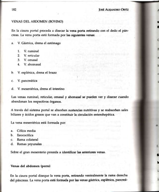 IosÉAr.qnNDRoOnrfz
VENAS DEL ABDOMEN (BOVINO)
En la cisura portal procedaa disecarla vena porta retirando con el dedo el pán-
creas.La vena porta estáformada por las siguientesvenas:
a. V. Gástrica,drena el estómago
1. V. ruminal
2. V. reticular
3. V. omasal
4. V. abomasal l
b. V. esplénica,drena el brazo
c. V. pancreática
d. V. mesentérica,drena el intestino
Las venas ruminal, reticular, omasal y abomasalse puedeRver y disecar cuando
abandonan los respectivosórganos.
A través del sistema portal se absorbensustanciasnutritivas y se reabsorbensales
biliares y ácidosgrasosque van a constituir la circulaciónenterohepática.
La vena mesentéricaestáformada por:
a. Cólica media
b. Ileococólica
c. Rama colateral
d. Ramasyeyunales
Sobreel gran mesenterioproceda a identificar las anterioresvenas.
Venasdel abdomen (perro)
En la cisura portal diseque la vena porta, retirando ventralmente la rama derecha
del páncreas.La vena porta estáformada por las venasgástrica,esplénica,pancreá-
ü
I
¿
h
 