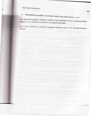 ArrlnrovÍeCovpeReon
iE5
k' Mesentéricos caudales.)ocaljzadossobre coron descendentelvrecto.
['c anterioresganglios linfáticos recibL¡nvasosaferentesde ros correspondientesürganosy suseferentesterminanen Ia cisternadel quilo.
il:,::tro
localicelos anterioresganglioslinfáticosjunto a roscorrespondientes
 