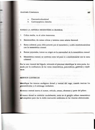 A¡¡arovfn Coupnneoe
Pancreaticoduodenal
Gastroepiploica derecha
RAMAS LA ARTERIAMESENTÉRICACRANEAL
1. Colicamedia,va al colontransverso.
2. Ileocecocólica,da ramascolicasy termina como arteria ileocecal.
3. Ramacolateral,pasaoblicuamentepor el mesenterioy acabaanastomosándose
con la mesentéricacraneal.
4. Ramasyeyunales,toman su origen en la convexidadde la mesentéricacraneal.
5. Mesentéricacraneal,secontinúacomo tal para ir a anastomosarsecon la rama
colateral.
Por la caravisceraldel hígado,retirandoel páncreagidentifiquela venaporta,f.or-
mada por la confluenciade las venasmesentéricas,pancreáticas,gástricasy espl6
nicas.
NERVIOSGÁSTRICOS
ldentifique los troncos esofágicosdorsal y ventral del vago, cuando inervan los
proventrículosy el estómagoverdadero.
El tronco ventral inerva el rumen, retículo,o.maso,abomasoy parte del píloro.
El tronco dorsal se continúa caudalmente,entra en el ganglio celíacomesentérico
dd simpáticopara dar la doble inervaciónautónomaen las víscerasabdominales.
tfJ.Z
 