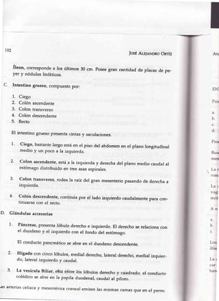 AN,
C
192
JosÉAtqnNDRoOnrfz
fleon, corresPondea los últimos 30 cm. Poseegran cantidad de placas de pe-
yer y nódulos linfáticos.
. Intestino grueso, compuestopor:
1. Ciego
2. Colón ascendente
3. Colon transverso
4. Colon descendente
5. Recto
El intestino grueso presentacintas y saculaciones.
1' ciego, bastantelargo estáen el piso del abdomenen el plano longitudinal
medio y un poco a la izquierda.
2' Colon ascendente,estáa la izquierday derechadel plano medio caudal al
estómagodistribuido en tres asasespirales.
3' colon transver€o,rodea ra raíz dergran mesenterio
izquierda.
pasandode derechaa
EN
Pro
a.
b.
c.
d.
Pro<
Bus¡
mes
Lar
vlru
Lae
vagt
mó1
An
a.
b.
c.
Los
ilía<
La¡
car
ban
4' Colon descendente,continúapor el lado izquierdo caudalmentepara con-
tinuarsecon el recto.
D. Glándulasaccesorias
1' Páncreas,presentalóbulo derechoe izquierdo. El derechose relacionacon
el duodeno y er izquierdo con er fondo del estómago.
'El conducto pancreáticose abre en el duodeno descendente.
2' Hígado con cinco lóbulos,medial derecho,lateraldereché,medial izquier-
do, Iateralizquierdo y caudal.
3' La vesícula Üiliat',e$táélitre ltis lóbulos derechoy cuádrado.el conducto
colédicose abreen ra papira duodenal,caudarar píloro.
¿s arteriascelíacay mesentérícacranealemiten las mismasramasgue en el pe*o.
 