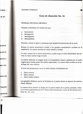 ) ORrfz
de pe-
A¡¡eroufn CoupeRena
ENTRADA PELVIANA (BOVINO)
Guía de disecciónNo. 16
rq
Proceda a identificar
a. Sacrorrectal
b. Rectogenital
c. Vesicogenital
d. Vesicopúblico
los fondos de saco:
Procedaa retiráf la grasa y peritoneoque recubrela terminaciónde la aorta.
termina dividiéndose en:
il)na
Los ganglios linfáticos sacrosse localizan en el punto donde se separan las arterias
ilíacas internas.
La arteria ilí¿rcaexterna se dirige por la pared interna de la pelvis, proceda a dise.
car el nervio genitofemoral (3-5 ramas)c'stáformado por ramas de los nervios lum-
bares2o.,3o. y 4c,
el
itudinal
audal al
brecha a
tara con-
con
I izquier-
mnducto
Busque Ia arteria mesentérica caudal, y los ganglios mesentéricoscaudales en el
mesorrecto.La arteria termina en rama cranealv caudal.
La rama craneal de la arteria mesentéricacaudal irriga el colon descendentedel bc>
vino; la rama caudal irriga el recto.
La arteria testicular se origina cerca a la mesentérica causal y penetra por el anillo
vaginal para formEr parte del cordón espermático. La arteria útero-ovárica es la ho-
móloga del vaso anterior.
A nivel del promontorio sacro la aorta
a. Ilíaca externa
b. Ilíaca interna
c. Sacramedia (impar)
 