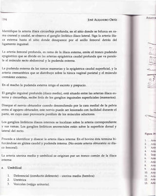 |osÉAlr¡nNDRoOnrfz
Identifique la arteria ilíacacircunflejaprofunda, en el sitio donde sebifurca en ra-
ma cranealy caudal,seobservael ganglio linfático ilíacolateral.Sigala arteria ilía-
ca externa hasta el sitio donde desaparecepor el anillo femoral detrás del
[gamento inguinal.
La arteria femoral profunda, es rama de la ilíacaexterna,emite el tronco pudendo
epigástricoque sedivide en lasarteriasepigástricacaudalprofundaque va parale-
la al músculo rectoabdominal y la pudendaexterna.
La pudenda externa da las ramas mamarias y la epigástricacaudal superficial, y la
arteria cremastéricaque se distribuye sobrela túnica vaginal parietal y el músculo
cremásterexterno.
En el macho la pudenda externairriga el escrotoy prepucio.
El ganglio inguinal profundo (ilíacomedio),estásituadoentrelas arteriasilíacaex-
terna y circunfleja,recibelinfa de los gangliosinguinalessuperficiales(mamarios).
Disequeel nervio obturadorcuandodescendiendopor la caramedial de la pelvis
entra al agujeroobturador,estenervio puedeser lesionadocon facilidad durante el
parto,en cuyo casoprovocaríaparálisisde los músculosaductores.
Los ganglios linfáticos ilíacosinternosse localizansobrela arteria correspondiente
v sus ramas.Los ganglios linfáticosanorrectalesestánsobrela superficiedorsal y
lateraldel recto.
Procedaa identificar y disecar la arteria ilíaca interna: En el bovino éstatermina bi-
furcándoseen glútea caudal y pudenda interna. (No existe arteria obturatriz ni ilía-
co femoral).
La arteria uterina media y umbilical se originan por un tronco común de la ilíaca
rnterna:
a. Umbilical
1. Deferencial(conductodeferente)- uterina media (hembra)
2. Uretérica
3. Vesicales(vejigaurinaria).
A¡,¡ero
,f:
¿...L-
--
.-r=
'>t
q'<-:=
+
//'l
'./:, (
,'.-,2///,.
/4!:-)
Figura 39
1. Arte
2. Arte
3. A¡te
4. Arte
5. Tron
6. Arte
7. Arte
8. Arte
9. Arte
10. A¡te
11. Arte
72. Arte
13. Arte
 