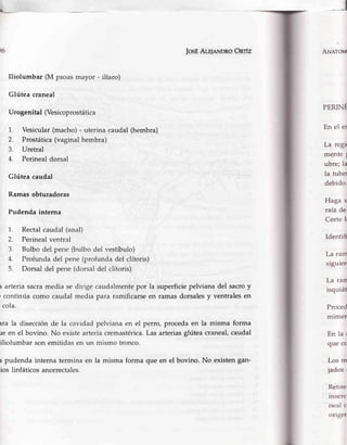 t6 IosÉALSIINDRoOnfz
Iliolumbar (M psoasmayor - ilíaco)
Glútea craneal
Urogenital (Vesicoprostática
1 Vesicular(macho)- uterinacaudal(hembra)
2. Prostática(vaginalhembra)
3. Uretral
4. Perinealdorsal
Glútea caudal
Ramasobturadoras
Pudendainterna
1. Rectalcaudal(anal)
2. Perinealventral
3. Bulbodel pene(bulbodel vestíbulo)
4. Profundadel pene(profundadel clítoris)
5. Dorsal del pene(dorsaldel clítoris)
l arteriasacramedia sedirige caudalmentepor la superficiepelvianadel sacroy
r continúacomo caudalmediapara ramificarseen ramasdorsalesy ventralesen
cola.
rra la disecciónde la cavidad pelvianaen el perro, procedaen la misma forma
¡e en el bovino. No existearteriacremastérica.Lasarteriasglúteacraneal,caudal
iliolumbar son emitidasen un mismo tronco.
l pudenda interna termina en la misma forma que en el bovino. No existengan-
ios linfáticos anorrectales.
ANeroM
PERINÉ
En el es
La regir
mente I
ubre; la
la tubel
debido
Haga u
raíz de
Corte l¡
Identifi
La ram
siguien
La ran
isquiát
Proced
mrmer
Enlar
que cc
Los m
jados ,
Retire
rnserc
neal c
orlgef
 