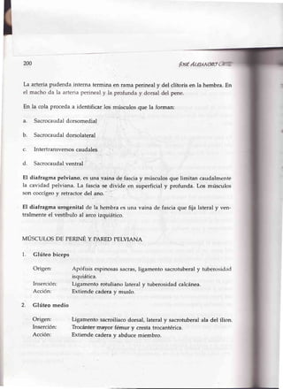 200 fosÉAGÁNoRo
La arteriapudenda interna terminaen rama perinealy del clítorisen la hembra.En
el machoda la arteriaperinealy Ia profunday dorsaldel pene.
En la cola proceda a identificar los músculos que la forman:
a. Sacrocaudaldorsomedial
b. Sacrocaudaldorsolateral
c. Intertransversoscaudales j -.
d. Sacrocaudalventral
El diafragma pelviano, es una vaina de fasciay músculos que limitan caudalmente
la cavidad pelviana. La fascia se divíde en superficial y profunda. Los músculos
son coccígeoy retractor del.ano.' ._
El diafragma urogenital de la hembra (s una vaina de fasciaque fija lateral y ven-
tralmente el vestíbulo al arco izquiático.
MÚSCULoS DE PERINÉ Y PARED PELVIANA
1. Glúteo biceps
Origen:
Inserción:
Acción:
Glúteo medio
Origen:
Inserción:
Acción:
2
Ap(lfisis espinosassacras,ligamento sacrotuberaly tubenlsid¡ld
isquiática.
Ligarnento rotuliano lateral y tuberosidad calcánea.
Extiende cadera y muslo.
Ligamento sacroilíaco dorsal, lateral y sacrotuberal ala del ílion.
Trociinter..rnayor'fémur y cresta trocantérica.
Extien{e cadera v abduce miembro.
 