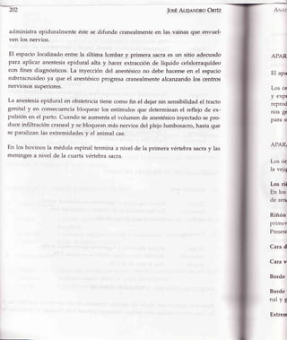 202 fosÉArr¡eNDRoOnrfz
administra epiduralmente éstese difunde cranealmenteen las vainas que envuel-
ven los nervios.
El espaciolocalizadoentre la última lumbar y primera sacraes un sitio adecuado
para aplicar anestesiaepidural alta y hacerextracciónde líquido cefalorraquídeo
con fines diagnósticos.La inyección del anestésicono debe hacerseen el espacio
subrracnoideoya que el anestésicoprogresacranealmentealcanzandolos centros
nerviosossuperiores.
La anestesiaepidural en obstetriciatiene como fin el deiar sin sensibilidadel tracto
genital y en consecuenciabloquear los estímulosque determinan el reflejo de ex-
pulsión en el parto. Cuando seaumentael volumen de anestésicoinyectadosepro-
duce infiltración cranealy sebloqueanmás nervios del plejo lumbosacro,hastaque
separalizanlas extremidadesy el animal cae.
En los bovinos la médula espinaltermina a nivel de la primera vértebrasacray las
meningesa nivel de la cuartavértebrasacra.
APAR
El apa
Los ór
y exP
reprod
nos g€
para s
APAR/
Los ór
la veji¡
Los rii
En los
de ren
Riñón
primcr
Presen
Carad
Carav
Borde
Borde
nalyg
Extrem
 