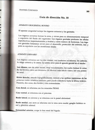 tr"
l-
D
It
ft
E
AruarovÍeCovpeRno,c
M
Guía de disección No. lg
APARATO UROGENITAL BOVINO
El aparatourogenitalincruyelos órganosurinariosy Iosgenitales.
Los órganosurinariosforman la orina,y sirvenpara su almacenamientotemporal
y expulsióndel fluido del organismo.Los órgaios genitalesproducenlas células
reproductivas(espermatozoidesy óvulos) y cierto número de hormonas.Los órga-
nos genitalesfemeninossirven para el desarrollo,proteccióndel embrión,feto y
para su expuJsioncon )asmembranasfetales.
APARATO URINARIO
Los órganosurinarlosson los dos ririones,susconductosexcretorios,los uréteres,
la vejigaurinariay la uretra.La uretrasirve parael aparafogenitalen el macho.
Los riñones,son de color oscuro,muy vascularizados,los cualesforman la orina.
En los bovinosestossonlobulados(20lóbulcls)cadalóbulo vienea seruna pirámi-
de renal.
Riñón derecho,situadokrpográficamente,ventral a las apófisistransversasde las
primerascttatrovértebraslunrbarcs,peropuecleextenclersehastala última torácica.
Presenta,dos caras,dos brlrdesy dos extremidades.
Caradorsal,se relacionacon los músculosPSOAS.
Cara ventral, se relaciona con el páncreas.
Borde lateral, es convexo y se relacionacon la pared abdominal.
Borde medial, casi recto se relaciona con Ia vena cava caudal, ganglio linfático
nal y glándula adrenal.
D
!-
F
I
Extremidadanterior,ocupala fosarenaldel hígado.
I
 