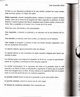 204 IosÉAlEleNDRoOnrfz
El hilio es una depresiónprofunda en la cara ventral, contienelos vasosrenales,
plejo nervioso,grasay el origen del uréter.
Riñón izquierdo, situado topográficamente,ventral a la terceraa quinta vértebra
lumba¿ cercade la mitad de la longitud del riñón izquierdo es posterior al riñón
derecho.Cuando la panzaestállenalo desplazahaciael plano medio o haciala de-
recha.Ésteespalpableen el animal vivo a travésde la vía rectal.
Tienetres caras,tres bordesy dos extremidades.
Cara izquierda, o ruminal, es aplanaday se relacionacon la cara derechadel ru-
men.
Cara derecha,es convexa,mira haciaarriba y se relacionacon el intestino.
Cara ventral, es irregular y contieneel hilio, los bordesderecho,izquierdo y ven-
tral son fácilmentereconocibles.
La cápsulaadiposa,(grasaperirrenal)rodealos riñones.
La cápsula fibrosa es una membrana de tejido conectivodelgada pero fuerte que
recubre el riñón.
Los riñonestienen una longitud de alrededorde 10-12cm.,su pesoesaproximada-
mentede 1-1] libras y constituye,el0.2"/odel pesocorporal.
La unidad macroscópicade la estructura del riñón es la pirámide renal la cual
equivalea un lóbulo,la baseesredondeaday superficial,el vérticeque esla papila
renal está dirigida hacia el Hilio. El áreacribosaes la superficielibre de la papila
rena'l,la cual estáperforadapor los conductospapilares.
La porción cortical forma la basede la pirámide y es de color pardo roiizo.
La porción medular,centralesoscuracaside color negro.
El sistemade conductoscolectores.Estáconstituidopor:
E
lt
T
5.
¡.
¡.
I
t
 
