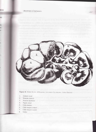 A,¡v¿ro¡yli¿ Co¡lz¿lt.tzt t
Figura 47. RiñtittBoiitto.(Dibrrjaron:,rrn,urtio(-lrit,rrrg,rn¡- [,,i[.r¡[ir¡cprr)
1. Lóbulo rerral
2. Porción cortical
3. Porción medtrl¿rr
4 Papila rcnal
5. Cáliz menor
6 CáI|z mayor crane¿rl
7. Cáliz mayor caudal
8. Urétcr
 