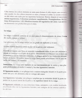 JosÉAle¡eNDRo
Cáliz rnenor,los calicesmenoresse unen para formar el cálizmayor, uno cr
otro caudal, los dos cálicesmayoresse unen y forman el uréter.La accicine
na del riñón estádada por Ias siguienteshormonas:Reninadisparael mec
renina-angiotensina'Calicrcinasproducenvasodilatación,Prostaglandinas,Er
linas,Eritropovetina,i.25,DihidroxivitaminaD3 reguladoradel calcio.Losan
reshormonasson prclducidaspor el riñón.
La vejiga
La vejiga o vesícttlaurinaria es r¡n sacopara el almacenamientode orina. Consr¡
de: cuello,cuerpoy r,órticc.
Lasrelacionesde la r¡ejigavaríancon su grado de replecirirry el sexo.
La cara vcntral dc..scallsasobrecl piso clela pelvis y del abdomen.
Ctlando cl tir¡;arrocstállcrlo sc cxtienclecranealmentes<lbreel piso clt'labclomenr-
pierde st¡ contat'tocolt el ¡risoclela pr:lvis.Dorsalmenteserelacion¿rcon t,l útcro en
la'llembray coll lasvcsíct¡lasscmirrales,cl plieguegenitaly losconductoscleferen-
tesen el nraclrtl'Iln atlrlrr)ssexosla vcjiga llenaptrederclacionarsecon la caracle.
rechadel rumen y el ilrtestino.
Inserciones:La vcjiga cstá limitaclaen sus movimientospor la uretra y tres plie-
guesperitorealcs:el medio o ventraly rosdos ligamentoslaterales.
El ligamentomedio,cs t¡ttplieguemáso menostriangularsituadoen la partepos-
teriordcl ¡ris. clclabrlru't'r1,óstr:cs
'estigio
del uraco.
q
ry
|;
E¡r
{f
qF
d
Los Iigamentos laterales,s<lnpliegrrt,s
perior de Ia ¡rarcd latcral de la pclvis a
anrpliosque seextiendendesdela partesu-
la superficielateralde la vejiga.
El ligamento reclondo, es tt¡r¿lcstru¡cturafirmc, semejantca un corc'lónlocalizatla
cn el lrol'tjo llbrt't-lc los li¡¡amt'lrtosIatcrales,sorr vestigios dc las artt,ri¿rst¡nltrilica-
lc'.sdcl ft:to.
 