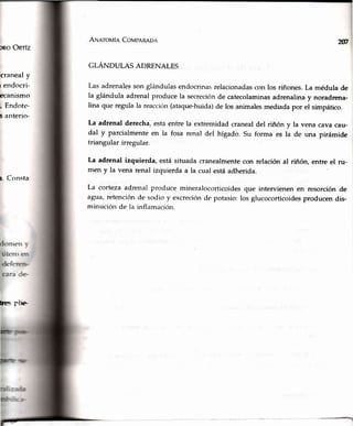DROORTÍZ
cranealy
r endocri-
ecanismo
; Endote-
s anterio-
r- Consta
¡¡< ¡i¡ie
Aruerovfa Co¡r¿peRaoa Xn
GLÁNDULAS ADRENALES
Lasadrenalessonglándulasendocrinas;relacionadasconlos riñones.La médulade
la glándula adrenal produce la secreción de catecolaminas adrenalina y noradrena-
lina que regulala reacción(ataque.huida)de los animalesmediadapor el simpático.
La adrenal derecha,estaentre la extremidadcranealdel riñón y la vena cavacau-
dal y parcialmenteen la fosa renal derlhígado.Su forma es la de una pirámide
triangular irregular.
La adrenal izquierda, está situada cranealmente con relación al riñón, entre el ru-
men y la vena renal izquierda a la cual está adherida.
La corteza adrenal produce mineralocorticoides que intervienen en resorción de
agua, retención de sodio y excreciónde potasio: los glucocorticoidesproducen dis-
minución de la inflamación.
 