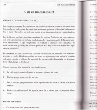 208 fosÉAle¡nNDRoOnrfz
Guía de disecciónNo. 19
ORGANOS GENITALESDEL MACHO
Los órganosgenitalesdel macho son los testículoscon sus cubiertas,el epidídimo,
los conductosdeferentes,las vesículasseminales,próstata,glándulas bulborretra-
les,el Peney la uretra. La uretra escomún a los sistemasurinarios y reproductivo.
los tgstículosson las glándulas esencialesdel macho.Producenlos espermatozoi-
desy la testosterona'queinfluye en el desarrolloy mantenimientode las caracterís-
ticas masculinas. El eje longitudinal es vertical, a menudo con frecuencia un
testículoes más grande y se halla en posición más baja dando al escrotouna apa-
rienciaasimétrica.
El escrotoes un sacocutáneoque contienelos testículos,espendular con una cons-
tricción,el cuello.El rafe escrotalesun surcopoco profundo que indica la posición
del septoescrotalo tabique.La longitud del escrotoestáinfluenciadapor temp€.ra-
tura, edad, fatigay debilidad.
Cuatro capasde tejo forman la pared del escroto:
1. La piel, relativamentedelgaday untuosa,cubiertade pelo.
2. El dartos.capamusculardel escroto.
3. Fasciaescrotal,pequeñacantidadde te¡idoconectivoentreel dartosy la tunica
vaginal.
4. Túnica vaginal comunal. Es aquella parte de la túnica que correspondeal es-
croto.
Función del escroto:
Cubiertaprotectorapara los testículos
ANeror
b. Rq
Los tesl
albugín
tes rasg
1. El ¡
alc
2. Lót
Los tubr
iar form
dad dor
esPerrru
El r'prdi
a. Cabe
Funcrón
5P€rrna
atrguna
qulrlr sr
Los con
hacra ar
deferenr
:estículo
conduct
Trirtica r
v epidíd
I-d
n
Íle
 
