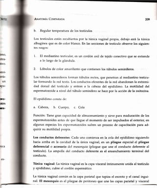 ¡Lr¡erovie Covpnneoe
b. Regulartemperaturade los testículos
Los testículosestánrecubiertospor la túnicavaginalpropia, debajoestála túnica
albugíneaque es de color blanco.En las seccionesde testículoobservelos siguien-
tesrasgos:
El mediastino testicular,es un cordón axil de tejido conectivo que se extiende
a lo largo de la glándula.
Lóbulos de color amarillento que contienen los túbulos seminíferos.
Los túbulos seminíferos forman túbulos rectos,que penetran al mediastino testicu-
lar formando la red testis.Lclsconductos eferentesde la red abandonan la extremi-
dad dorsal del tcstículo y entran a la cabeza del epidídimo. La motilidad del
espermatozoide a nivel del túbulo seminífero se hace por la acción de la oxitocina.
209
1.
2.
fns-
ción
ftrir-
El epidídimo constacle:
a. Cabeza, b. Cuerpo, c. Cola
Función:Tienegran capacidadde almacenamientoy sirvepara maduraciónde los
espermatozoidesantesde que llegueel momentode ser impulsadosal exterior,en
algunasespecie'slos espermatozoidessufrenun procesode capacitaciónpara ad-
quirir su motilidadpropia.
Los conductosdeferentes:Cadauno comienzaen la coladel epidídimo siguiendo
hacia arriba en la cavidad de la única vaginal,en un pliegue especialel pliegue
deferencialo accesoriodel mesorquio(pliegueque une el conductodeferenteal
testículo).La ampolla del conductodeferentees el ensanchamientoterminal del
conducto.
Túnica vaginal: La túnica vaginal es la capa visceral íntimamente unida al testículo
y epidídimo,cubreel cordónespeimático.
La túnica vaginal común es la capaparietalque tapizael escrotoy el canalingui-
nal. El mesorquio es el plieguede peritoneoque une las capasparietaly visceral
 