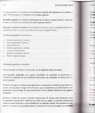 110 JosÉAlrlnNDRoOnrfz
La capa parietal se continúa con el peritoneo parietal del abdomen en el anillo va-
ginal. El mesorquio se continúa con el pliegue genital.
El anillo vaginal es la abertura abdorninal de la túnica vaginal común y está loca-
lrzado en un poco por encima del anillo inguinal interno.
Músculo cremaster externo, es un músculo voluntario que se extiende desde la tu-
berosidadcoxal a la parte más baja de la túnica vaginal común.
Cordón espermático formado por:
a. Arteria espermáticainterna
b. Vena espermática interna
c. Vasoslinfáticos
d. Nervio espermático interno
e- Conductos deferentes
f. Músculo cremásterinterno
g. Túnica vaginal propia.
Glándulas genitales-accesorias
Todas secretanun fluido el cual junto con el esperma forma el semen.
Las vesículas seminales son órganos loo-ulados,se extienden cranealmente
briendo las ampollas de los conductos deferentes,sus conductos se abren en el
lículo seminal.
El perro y el gatono poseenestasglándulas.La secreciónvesicularproporcionavo-
lumen al eyaculado,ener¡;íade la fructosaque la transformaen ácidolácticoy er-
gotioneina que protege los espermatozoidesde los efectostóxicos de los agentes
oxidantes.
Próstata:Constade cuerpoy porcióndiseminada.El cuerpoestálocalizadosobre
Ia superficiedorsal de la uretraen'su unión con la vejiga.La porción diseminada
rodeala uretra pelvianay estarodeadapor el mtistulo uretral.Los conductosprruc-
táticosse abrenen las paredesdorsal y ventral de Ia luz de Ia uretra. La secrecm
-{'*{ü
:e ¡a
::-!G
".1. P!
ta dL
C3S A
s.-,o c
La-
i:.:E (
.-- id
cu-
co-
El pcr
Trene
:--:ado
El sur
El pcr
aR
bC
c.G
La raí
por el
El cue
El lig
cuerP(
es una
crLrto.
la lS) r
Efitr
 