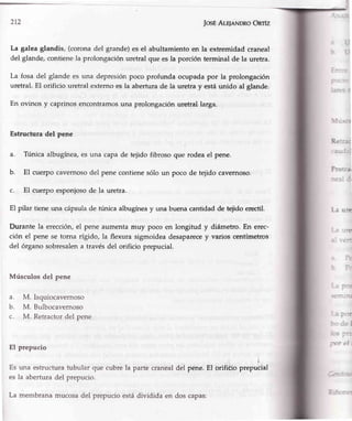 2t2 |osÉAle¡eNDRoOnfz
La galea glandis, (coronadel grande)esel abultamientoen la extremidad craneal
del glande,contienela prolongaciónuretral que esla porción terminal de la uretra.
La fosa del glande es Lrnadepresiónpoco profunda ocupadapor la prolongación
uretral. El orificio uretral externoes la aberturade la uretra y estáunido al glande.
En ovinos y caprinosencontramosuna prolongaciónuretral larga.
Estructura del pene
a. Túnica albugínea,es una capade tejido fibroso que rodeael pene.
b. El cuerpo cavernosodel penecontienesólo un poco de tejido cavernoso.
c. El cuerpoesponjosode la uretra.
El pilar tieneuna cápsulade tunica albugíneay una buenacantidadde tejido erectil.
Durante la erección,el pene aumentamuy poco en longitud y diámetro. En erec-
ción el pene se torna rígido, la flexura sigmoideadesaparecey varios centímetros
del órganosobresalena travésdel orificio prepucial.
Músculos del pene
M. Isquiocavernoso
M. Bulbocavernoso
M. Retractordel pene
a.
b.
c.
Reli:c
-:---.:
Fro',rar
::i- il
Le ur
---- -'-
-: lL
_: :ti
-::
-:1¿
:. iel
-< ÉFrr
rcrel;
El prepucio
Es una estructuratubular que cubre la parte cranealdel
es la aberturadel prepucio.
:¡
pene.El orifieio prepucial
La membranamucosadel prepucioestádividida en dos capas:
 