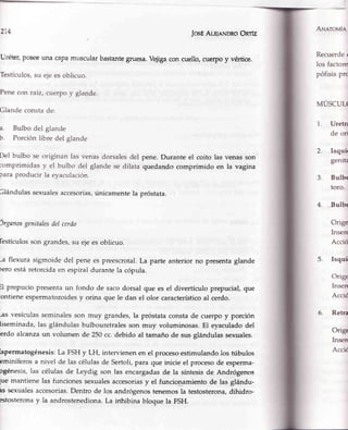Uréter,Poseeuna caPamtmcularbastantegruesa.Vejigaconcuello,cuelpoy vértice.
Testículos,su eje es oblicuo.
Pene con raí2, cverpo y glande.
Clande consta de:
a. Bulbo del glande
b. Porción libre del glande
Del bulbo se originan las venas dorsales del
:omprimidas y el bulbo del glande se dilata
oara producir la eyaculación.
2't4
IosÉAueJ¡NDRoOnrtz
ANerouÍn
Recuerde<
los factore
pófisis prc
pene. Durante el coito las venas son
queda4do comprimido en la vagina
i.
2.
3.
MUSCUL(
Uretr¿
de ori
lsquir
genih
Bulbt
toro.
4. -Bulbr
Orige
Inserr
Acció
Isqui
Orige
lnsen
Acció
Retra
Origr
Insen
Accit
3lándulas sexualesaccesorias,únicamente la próstata.
)rganosgenitalesdelcerdo
lestículosson grandes,su ejeesoblicuo.
-a flexura sigmoidedel penees preescrotal.La parte anteriorno presentaglande
>eroestáretorcidaen espiraldurantela cópula.
il prepuciopresentaun fondo de sacodorsalque es el divertículoprepucial,que
:ontieneespermatozoidesy orina que le dan el olor característicoal cerdo.
¿s vesículasseminalesson muy grandes,la próstataconstade cuerpoy porción
liseminada,las glándulasbulbouretralesson muy voluminosas.El eyaculadodel
erdo alcanzaun volumen de 250cc.debidoal tamañode susglándulassexuales.
bpermatogénesis:La FSHy LH, intervienenen el proceso,estimulandolos tubulos
eminíferosa nivel de las célulasde Sertoli,para que inicieel procesode esperma-
ogénesis,las célulasde Leydig son las encargadasde la síntesisde Andrógenos
¡uemantienelas funcionessexualesaccesoriasy el funcion_amientode las glándu-
rs sexualesaccesorias.Dentro de los andrógenostenemosla testosterona,dihidro-
estosteionay la androstenediona.La inhibina bloquela FSH.
5.
6.
 