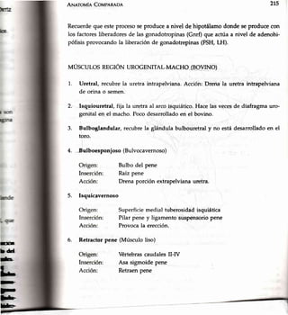 Enn
bü
h
A¡¡.eroufaCouptnnon zrs
Recuerdequeesteprocesoseproducea nivel dehipotálamodondeseproducecon
losfactoresliberadoresde lasgonadotropinas(Gnrf)queactúaa nivel de adenohi-
pófisisprovocandola liberaciónde gonadotrepinas(FSH,LH).
Ir,TÚSCUTOS REGIÓN UROGENITAL+{A CHO TEO-VINO)
1. Uretral, recubrela uretra intrapelviana.Acción: Drena la uretra intrapelviana
de orina o semen.
2. ,Isquiouretral, fija la uretra al arcoisquiático.Hacelas vecesde diafragmauro-
genital en el-macho.Pocodesarrolladoen el bovino.
3. Bulboglandular, recubrela glándula bulbouretraly no estádesarrolladoen el
toro.
4., -Bulboesponjoso(Bulvocavernoso)
Inserción:
Bulbo del pene
Raízpene
Drena porción extrapelvianauretra.
5. Isquicavernoso
6. Retractorpene
Superficiemedialtuberosidadisquiática
Pilar pene y ligamentosuspensoriopene
Provocala erección.
(Músculo liso)
VértebrascaudalesII-[V
Asa sigmoidepene
Retraenpene*
lb
F.
:trE
htu
&*
 