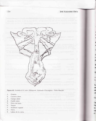 276 JosÉAu¡lnNDRoOnrÍz
F.
t
lal¿
i., $i
... tl
Figura 42. Gcnitalesdc Ia ztaca.(Dibujaron: Armando Chicangan.r- F¿rbioRincón)
1.
2.
3.
4.
],
6.
7.
8.
9.
Ovarios
Cuernos útero
Cuerpo útero
Cuello útero
Ocico de tenca
Vagina
Vcstíbukr vaginal
Vulva
Labios de Ia vulva
I
a
t
c
P
T
Ir
I
t
I
Ct
ü-t
liq
te
aIr
i
g,t
D
I-"
es
e5
OT
 