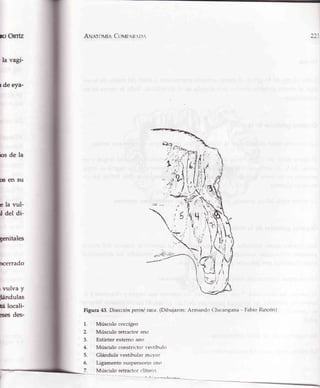 ro Onrfz
r de eya-
ios de la
fx¡ en su
e la vul-
ü del di-
genitales
ncerrado
rvulva y
!ándulas
tá locali-
esesdes-
A¡¡alouli¡rClovr'¡pri.r¡'
Figura 43. Disecciónperinéaaca.(Dibujaron: Armandc Chicangana - Fabio Rrncón)
f']'!
la
1.
2.
J.
4.
5.
6.
7.
Músculo coccígeo
Músculo retractor ancr
Esfínter externo ano
Músculo constrictor vestíbukr
Gliándula vestibular mayor
Ligamento suspensorio ano
Músculo retractor clítouv-
 