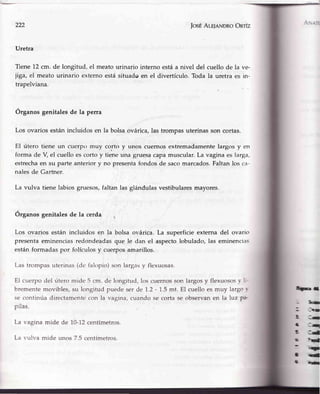 222 JosÉAr-E¡aNDRoOnrfz
Uretra
Tiene 12cm. de longitud, el meatourinario interno estáa nivel del cuello de la ve.
jiga, el meatourinario externoestásituadoen el divertículo.Toda la uretra es in-
trapelviana.
Órganosgenitalesde la perra
Los ovarios están incluidos en la bolsa ovárica, las trompas uterinas son cortas.
El útero tiene un cuerpo muy corto y unos cuernos extremadamente largos y en
forma de V el cuello es corto y tiene una gruesa capa muscular. La vagina es larga,
estrechaen su parte anterior y no presentafondos de sacomarcados.Faltan los ca-
nales de Gartner.
La vulva tiene labios gruesos,faltan las glándulas vestibularesmayores.
Órganos genitales de la cerda
Los ovarios están incluidos en la bolsa ovárica. La superficie externa del ovario
presenta eminencias redondeadas que le dan el aspecto lobulado, las eminencias
están formadas por folículos y cuerpos amarillos.
Las trompas uterinas (dc.fakrpio)son largasy flexuosas.
El cuerpo del útero mide 5 cm. de longitud, los cuernos son largos y flexuosos. l,-
bremente movibles, su longitud puede ser de 7.2 - 7.5 mt. El cuello es muy largo r
se continúa directamente con la va¡5ina,cuando se corta se observan en la luz ¡la-
pilas.
La vagina mide de L0-12centímetros.
La r,ulva mide unos 7.5 centímetros.
-{K
milp- L
-tÉ
:}u
S, I
s:q
S --!{
'rüü,u
ün¡¡
fld
q'hü
 