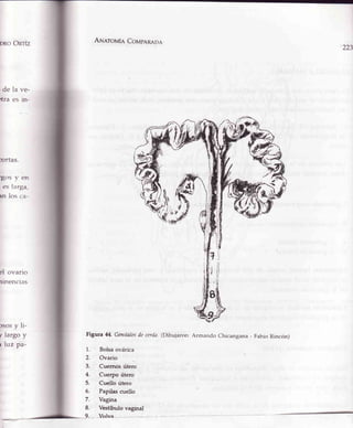 DROORTÍZ
de
*ra
:ortas.
Eos v en
es larga,
rn los ca-
el ovario
rinencias
rsosy li-
¡ largo y
r luz pa-
A¡lerouia Covpenene
Figura M. Genitalesde cerda.(Dibujaron: Armando chicangana - Fabio I{incón)
1. Bolsaovárica
2. Ovario
3. " Cuernos útero
4. Cuerpo útero
5. Cuello útero
6. Papilascuello
7. Vagina
8. Vestíbulo vaginal
9. lulvá
223
la ve-
es ln-
 