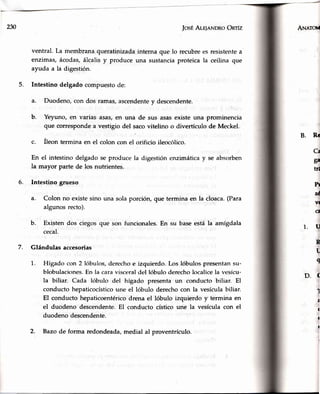 2n josÉAle¡rNDRoOnrfz
ventral. La membranaqueratinizadainterna que lo recubrees resistentea
enzimas,ácodas,álcalisy produceuna sustanciaproteicala ceilina que
ayuda a la digestión.
5. Intestino delgadocompuestode:
a. Duodeno,con dos ramas,ascendentey descendente.
Yeyuno, en varias asas,en una de sus asasexiste una prominencia
que correspondea vestigiodel sacovitelino o divertículo de Meckel.
Íleon termina en el colon con el orificio ileocólico.
En el intestino delgado se produce la digestión enzimáticay se absorben
la mayor parte de los nutriented.
6. Intestino grueso
a. Colon no existesino una solaporción,que termina en la cloaca.(Para
algunosrecto).
b. Existendos ciegosque son funcionales.En su baseestála amígdala
cecal.
7. Glándulas accesorias
1. Hígado con 2 lóbulos,derechoe izquierdo.Los lóbulospresentansu-
blobulaciones.En la caravisceraldel lóbuloderecholocalicela vesícu-
la biliar. Cada lóbulo del hígado presentaun conducto biliar. El
conductohepaticocísticoune el lóbulo derechocon la vesículabiliar.
El conducto hepaticoentéricodrena el lóbulo izquierdo y termina en
el duodeno descendente.El conducto císticoune la vesículacon el
duodeno descendente.
2. Bazode forma redondeada,medial al proventrículo.
b.
c.
Aru¡rOU
B. Re
1.u
R
f,
q
D.(
1
a
(
I
I
I
Ca
F
tr¿
h
aé
vf
g
 
