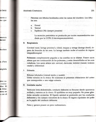 O ORTÍZ
stentea
ina que
unencra
úeckel.
bsorben
a. (Para
mígdala
ntan su-
t vesícu-
ñliar. El
la biliar.
mina en
r con el
Aru¿roufeCoupenaoa
Páncreascon lóbulos localizadosentre las ramasdel duodeno.Los lóbu-
los son:
a. Dorsal
b. Ventral
c. Esplénico(No siemprepresente)
La secreciónpancreáticaes producida por acciónneuroendocriname'
diada por la CCPK (Colecistopancreozimina),..
B. Respiratorio
Cavidad nasal, laringe proximal y distal, tráquea y siringe (laringe distal), ór-
gano de fonación de las aves. La laringe también recibe el nombre de órgano
tráqueobronquial.
Pulmones completamente pegados a las costillas no se dilatan. Poseensacos
aéreos que son continuación de los pulmones, y están desarrollados en las aves
' voladoras. Los sacos aéreos son: cervical, clavicular, torácico craneal, torácico
caudal y abdominal.
r
1. Urinario
?31
Riñones lobulados (cranealmedio y caudal).
Uréter termina en la cloaca. En ocasiones se presentan
que corresponden a una vejiga urinaria.
D. Genitales macho
dilataciones del uréter
Testículosintra-abdominales,coñductodeferentees flexuosodando apariencia
anillada y termina en la cloaca.El epidídimo esmuy pequeño.No pose€gLín-
dulas sexualesaccesorias.El líquido seminal es produtido por los conductos
deferentesy los cuerposvascularesde la cloaca.El órganocopulador del pollo
es la papila del conductodeferente.
Patosy ganzosposeenun pene rudimentario.
 