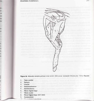 Aniarovin Coun¡n¡u,r
Figura 46- Músculosmiembropekinno uista nn,ditl' (Diht¡i¡ron: Armando Chicanq'rna - p¡1[r¡oRincÓn)
1. ' Vasto medial
2. Sartorio
3. Gracilis
4. Semirnembranoso
5. Semitendinoso
6. Flexor digital la¡go
7. Tibial caudal
8. flexof d,i6tal la¡go del I dedo
9. Gastrcrremio
h
t*¡
Fts
I
F
r
E
r
t
I
 