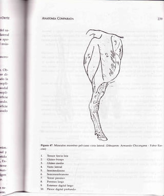 sOnrtz
del sa-
hteral
a aPo-
lmús-
trroro-
r Ob-
or di-
xlo la
poplí-
audal
rcplí-
rficie
¡ndo.
rficie
wado
vios.
uly
rtido
r Ex-
*rne
nun-
fgen
p.
I ra-
mte.
Arrlerouin Covpennoe 239
Figura 47. Músculos miembro pel'riano vista lateral. (Dibujaron: Arnrando Chicangana - F¿rbioRrn-
cón)
1. Tensor fascia lata
2. Glúteo hiceps
3. Glúteo medio
4. Vasto lateral
5. Semitendinoso
6. Semimembranoso
7. Tercer peroneo
8. Peroneo largo
9. Extensor digital largo
10. Flexor digital profuncJit'r
5lt
li
h
;
t
 