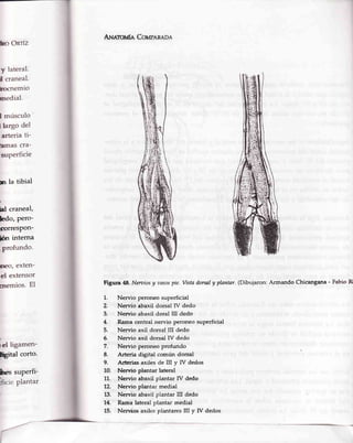 ho Onrfz
y lateral'
I craneal.
hocnemio
nredial.
I músculo'
llargo del
arteria ti-
hmas cra-
superficie
n la tibial
hl craneal,
Jedo, pero-
folTesPon-
lin interna
,profundo.
neo, exten-
el extensor
cnemios.El
ld ttg"*"r,-
lf,ital corto.
lres suPerfi-
fu¡¡rouf¡, Cor¿r,an¡.ne
Figura 48.Neruiosy Ttasospie. Vistadornl y plantar.(Dibujaron: Armando Chicangana-
1. Nervio peroneo superficial
2. Nervio abaxil dorsal IV dedo
3. Nen¡io abaxil doral III dedo
4. Rama central nervio peroneo superficial
5. Nen'io axil dorsal III dedo
6. Nerwio axil dorsal IV dedo
7. Nervio peroneo profundo
8. A¡teria d€rtil común dorsal
9. Art€rias axiles de III y IV dedos
10, Nervio plantar lateral
11, Nervio abaxil plantar IV dedo
12. Nervio plantar medial
13. Nervio abaxil plantar Itr dedo
14. Rama Lateralplantar meüal
15. Nervios axiles plantares III y IV dedos
Fabi,oRi
h."plantar
 