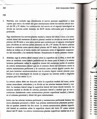 242 JosÉAr-BInNDRoOnrfz
PÉ
1. Nen'ios, con cuidado siga distalmente el nervio peroneo superficial y dese
cqeirta que cercaa la mitad del gran metatarsianoemite los nervios abixal dor-
sal del III y IV dedos.La continuacióndel nervio en el espaciointerdigital se
divide en nervios axiles dorsales de III-N dedos reforzados por el peroneo
profundo.
Sigadistalmentelos nerviosplantar medial y lateraldel tibial. Cercaa la extre.
midad distal del metatarsoel nervio plantar medial se divide en nervio abaxil
plantar del Iil dedo y una rama central que continúa por el espaciointerdigital
para dividirse en nervios axiles plantares de III y IV dedos. El nervio plantar
lateral se continúa como nervio abaxil plantar del tV dedo. La anestesiade los
dedos se realiza en el tercio medio del metatarsoentre el ligamento suspenso-
rio del menudillo y los tendone flexores.Dorsalmenteel nerr¡io percneo común.
2. Arterias, siga la arteria tibial craneal'sobrela superficie de la tibia, a nivel del
tarso se continúa como arteria pedialdorsal da ramas para el tarso y la arteria
tarsiana perforante; sobre la superficie dorsal del metatarso recibe el nombre
de arteria rnetatarsianadorsal que en el extremodistal del metatarsoemite la
árteria metatarsianaperforante y se continúa como arteria digital común dor-
sal para terminar anastornosándosecon la arteria digital co,rnúnplantar para
formar el arco interdigital de donde se originan las arterias axiles o digitales
propias para los dedos3 y 4.
La arteria safunadebe ser disecadasobre la superficie medial del tarso, emite
ramas musculares,articulares y se divide en las arterias tarsiana lateral y me
diat. La tarsiana lateral irriga la superficie lateral del tarso donde termiña. La
tarsiana medial se divide en arteriasplantareslateral y medial que se van a
continuar distalmentrecomo metatarsianaplantar superficial medial y lateral
en el extremo proxirnal y distal del gran metatarsiano.
]unto con las arterias tarsianaperforante y metatarsianaperforartle forman los ,
arcos plantares proximal y distal. Las arterias metatarsianasphntares profun-
das se quedan r¡rtiendo los dos arcos.La arteria metatarsianaplantar superfi-
cial lateral se conürnia sobre la superficie abaxil del dedo [V como arteria
abaxil del IV dedo. La arteria metatarsianaplantar superficiat rnedial en el ex-
¡LArct
I.t
/¿
,tÉ
-"-
Ftrtrr ||
iftr
3 F+l
{ l5[i
ltE
t Peil
:'G
S -{.8
9 T,G
1o- TG
;i, Ft-
:' Fi-
i3 I&r
:I Ift
15 -.rrq
:Á -{¡¡
1: ..{.rr
ts .tr
 