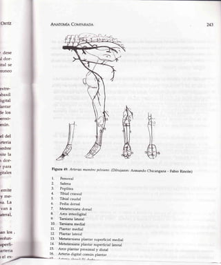 A¡¡nrou[n CovpnnRoe
Figura 49' Artetws mtenthropelaiano.(Dibujaron: Armando Chicangana - Fabio Rincón)
243
' dese
rl dor-
ital se
:r0neo
extre-
rbaxil
tigital
lantar
le los
enso-
mún.
el del
rrteria
rmbre
rite la
r dor-
r Para
gitales
emite
y me-
na. La
van a
ateral,
nn los ,
'rofun-
1.
2.
3.
4.
5.
6.
7.
8.
9.
10.
11.
72.
13.
14.
75.
t6.
Femoral
Safena
Poplitea
Tibial craneal
Tibial caudal
Pedia dorsal
Metatarsiana dorsal
Arco interdigital
Tarsiana lateral
Tarsiana medial
Plantar medial
Plantar lateral
Metatarsiana plantar superficial medial
Metatarsian a plantar superficial lateral
Arco plantar proximal y distal
Arteria digital común plantar
uPerfi-
¡-+^-jr
^L^-il I7l^ll-
 