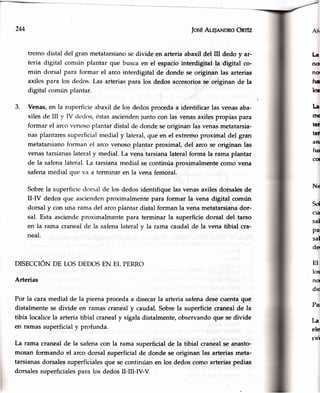 2M JmEAlqeNDRo Onrfz
tremo distal del gran metatarsianosedivide en arteriaabaxil del III dedo y ar-
teria digital cornún plantar que buscaen el espaciointerdigital la digital co-
mún dorsal para formar el arco interdigital de donde se originan las arterias
axiles para los dedos.Las arteriaspara los dedos accesoriosse originan de la
digital común plantar.
3. Venas,en la superficieabaxilde los dedosprocedaa identificarlasvenasaba-
xiles de Ill y IV dcdos,éstasasciendenjunto con lasvenasaxilespropiaspara
formar el arco/enosoplantardistalde dondeseoriginanlasvenasmetatarsia-
nas plantaressuperficialmedialy lateral,que en el extremoproximal del gran
metatarsianoforman el arco venosoplantar proximal, del arco se originan las
venastarsianaslateraly medial. La vena tarsianalateralforma la rama plantar
de la safenalateral.I.a tarsianamedial se continúa proximalmentecomo vena
safenamedial que va a terminaren la venafemoral.
Sobrela superficiedorsalde los dedosidentifiquelasvenasaxilesdorsalesde
II-IV dedos que asciendenproxinralmentepara formar la vena digital común
dorsal y con una rama del arcoplantar distal forman la vena metatarsianador-
sal. Esta asciendeproximalmentepara terminar la superficiedorsal del tarso
en la rama cranealde Ia safenalateraly la rama caudalde la vena tibial cra-
neal.
DISECCIÓN DE LOS DEDOSEN EI- PERRO
Arterias
Por la cara medial de la pierna procedaa disecarla arteriasafenadesecuentaque
distalmente se divide en ramascranealy caudal.Sobrela superficiecranealde la
tibia localicela arteria tibial cranealy sígaladistalmente,observandoque sedivide
en ramas superficialy profunda.
La rama cranealde la safenacon la rama superficialde la tibial cranealse anasto-
mosan formando el arco dorsal superficialde donde se originan las arteriasmeta-
tarsianasdorsalessuperficialesque secontinúanen los dedoscomo arteriaspedias
dorsalessuperficialespara los dedosII-ilI-N-V.
I.a
n(I
no|
fut
loú
La
nx
ter
tef
an
fui
col
Sd
cla
sal
Pa
sal
der
EI
los
NG
dic
Pa
Tá
ele
ció
 