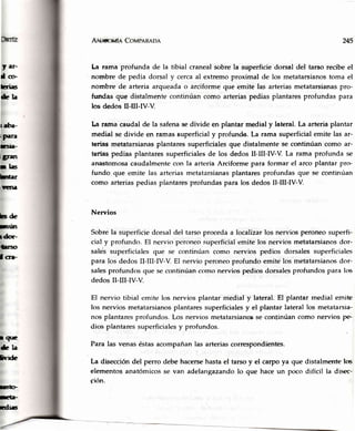 f ar'
I cc>
tri6
&la
¡¡tra-
¡Para
IsIn-
tgrrr
r las
Lm¡
¡lena
bs de
lrún
rdm-
lrrso
I an-.
r qr.E
&h
hr-rde
n@
É-
xlr¡q
ANutro¡dn CovpRRnpn 245
La rama profunda de la tibial cranealsobrela superficiedorsal del tarso recibeel
nombre de pedia dorsaly cercaal extremoproximal de los metatarsianostoma el
nombre de arteriaarqueadao arciformeque emite las arteriasmetatarsianaspro-
fundas que distalmentecontinúancomo arteriaspediasplantaresprofundaspara
los dedos II-ilI-N-V.
La rama caudalde la safenasedivide en plantar medial y lateral.La arteriaplantar
medial se divide en ramassuperficialy profundo. La rama superficialemite las ar-
terias metatarsianasplantaressuperficialesque distalmentese continúan como ar-
tetias pedias plantaressuperficialesde los dedos II-ilI-N-V. La rama profunda se
anastomosacaudalmentecon la arteriaArciformepara formar el arcoplantar pro-
fundo que emite las arteriasmetatarsianasplantaresprofundasque se continúan
como arteriaspediasplantaresprofundaspara los dedosII-III-ry-V.
Nervios
Sobre la superficie dorsal del tarso proceda a localizar los nervios peroneo superfi-
cial y profundo. El nervio peroneo superficial emite los nervios metatarsianosdor-
sales superficiales que se continúan como nervios pedios dorsales superficiales
para los dedos II-III-ry-V. El nervio peroneo profundo emite los metatarsianosdor-
salesprofundos que se continúan como nervios pedios dorsalesprofundos para los
dedos II-III-N-V.
El nervio tibial emite los nervios plantar medial y lateral.El plantar medial emiE
los nervios metatarsianosplantares superficialesy el plantar lateral los metatarsia-
nos plantares profundos. Los nervios metatarsianosse continúan como nervios pe
dios plantares superficialesy profundos.
Para las venas éstas acompañan las arterias correspondientes.
La disección del perro debe hacersehasta el tarso y el carpo ya que distalmente los
elementos anatómicos se van adelangazando lo que hace un poco difícil la dusec-
giírn.
 