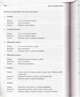 fosÉAr.e¡aNDRoOnrÍzz+6---
MÚSCULoSMIEMBRoPEr.yrANO(BOVTNO)
1. Gemelo
Origen: Cara ventrcllateralisquion
Insercií>n: Fosa trocanterica
Acción: Rotaciírnexterna fémur.
Cuadrado femoral
Origen: Cara ventrolateral isquion
Insercirin: Cerca al trocánter menor
Acción: Extienc-lecadera v aducción miembro.
3. Obturador externo
2.
4.
Origen:
Inserción:
Acción:
Obturador
Origen:
Inserción:
Acción:
Sartorio
Origen:
Inserción:
Acción:
Gracilis
Origen:
Insercirln:
Acción:
Cl¿rraventral isquion y pubis
Fosa trocantérica
Rotaciónlateral y aduccicinmiembro.
interno
Superficiepelvianaisquiony pubis
Fosatrocantérica
Rotaciónlateralfémur.
Cabeza craneal dcl psoasmenor y fasciailíaca. Cabezacaudal
cuerpo ilion
Ligamento rotuliano medial y cara medial tibia
Flexiona cadera y aducciírn miembro.
Superficieventralpelvis y tendónprepubiano
Ligamentorotulianomedial,tibia y fasciacrural
Flexionarodilla,extiendccorvejriny aduccirinmiembro
5.
6.
 