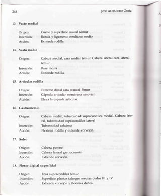 248
13. Vastomedial
Origen:
Inserción:
Acción:
74. Vastomedio
Origen:
Inserción:
Acción:
Cuello y superficie
Rótulay ligamento
Extienderodilla.
Cabeza medial, cara
fémur
Baserótula
Extiende rodilla.
caudalfémur
rotuliano medio
medial fémur. Cabeza
josÉAr-elnNDRoOnrfz
lateral cara lateral
15. Articular rodilla
Origen:
Inserción:
Acción:
L6. Gastrocnemio
Origen:
Inserción:
Acción:
17. Soleo
Origen:
Inserción:
Acción:
Extremodistal caracranealfémur
Cápsulaarticularmembranasinovial
Elevala cápsulaarticular.
Cabeza medial, tuberosidad supracondílea medial. Cabeza late-
ral, tuberosidad supracondílea lateral
Tuberosidad calcánea
Flexiona rodilla y extiende corveión.
Cabeza peroné
Cabeza lateral gastrocnemio
Extiende corvejón.
18. Flexor digital superficial
Origen:
Inserción:
Acción:
Fosa supracondílea fémur
Superficie plantar falangesnnedias-dedosttl y IV
Extiende corvejón y flexiona dedos.
 
