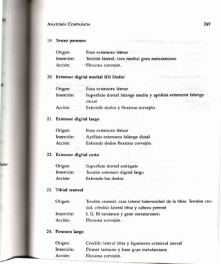 ANerovín Covpnnaon
L9. Tercerperoneo
Origen:
Inserción:
Acción:
Acción:
Origen:
Inserción:
Acción:
22. Extensor digital corto
Origen:
Inserción:
Acción:
23. Tibial craneal
. Origen:
Inserción:
Acción:
24. Peroneolargo
Origen:
Inserción:
Acción:
Fosaextensora'férnur
Tendónl4teral,cara medial gran metatarsiano
'Flexionacorveión.
Fosaextensorafémur
Apófisisextensorafalangedistal
Extiendededos flexiona corvejón.
249
20. Extensordigital medial (III Dedo)
- Origen: Fosaextensorafémur l
Inserción: Superficiedorsal falangemedia y apófisisextensorafalange
cJistaI
Extiende' dedos y flexiona corvejón.
21. Extensor digital largo
Superficie dorsal astrágalo
Tendón extensor digital largo
Extiende los dedos.
Tendón craneal, cara lateral tuberosidad de la tibia. Tendón
dal, cóndilo lateral tibia y cabezaperoné
I, II,.III tarsianos y gran metatarsiano
Flexiona corveiírn.
C(rndilolateraltibia y ligamentocolaterallateral
Primer tarsianoy basegran metatarsiano
Flexionacorvejón.
 