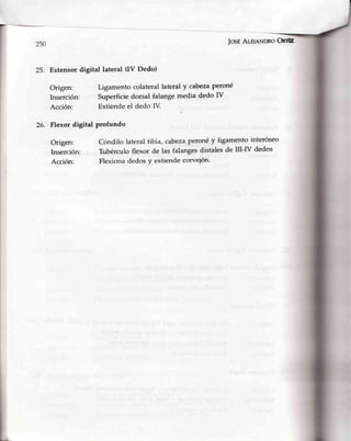 25.
JosÉAuunNDRoOrrtz
Extensordigital lateral 0V Dedo)
Origen: Ligamento colateral lateral y cabezaperoné
Inserción: Superficie dorsal falange media dedo IV
Acción: Extiendeel dedo IV-
Flexor digital profundo
Origen: Cóndilo lateral tibia, cabezl qeronéy ligamentointeróseo
Inserción: Tubérculoflexor de las falangesdistalesde III-N dedos
Acción: Flexionadedosy extiendecorvejón'
 