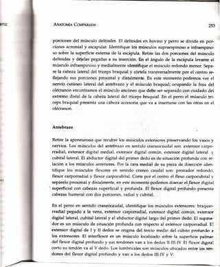 ANerou[e,Corr¿pnneon 253
porcionesdel músculo deltoides.EI deltoidesen bovino y perro se divide en por-
cionesacromialy escapular.Identifique los músculossupraespinosoe infraespino.
so sobrela superficieexternade la escápula.Retirelas dos porcionesdel músculo
deltoides y déjelaspegadasa su inserción.En el ángulo de la escápulalevante el
músculoinfraespinosoy medialmenteidentifiqueel músculoredondomenor.Sepa-
re la cabezalateral del tricepsbraquial y córtelatransversalmentepor el centro re.
flejando sus porcionesproximal y distalmente.En estemomento podemos ver el
nervio cutáneo lateral del antebrazoy el músculo braquial; ocupando la fosa del
olécranonencontramosel músculoancóneoque debeserseparadocon cuidado del
extremo distal de la cabezalateral del tricepsbraquial. En el perro el músculo tri-
cepsbraquial presentauna cabezaaccesoriaque va a insertarsecon las otras en el
olécranon.
Antebrazo
Retire la aponeurosis que recubre los músculos extensorespreservando los vasos y
nervios. Los músculos del antebrazo en sentido craneocaudal son: extensor carpo-
rradial, extensor digital medial, extensor digital común, extensor digital lateral )'
cubital lateral. El abductor digital del primer dedo es de situación profunda con re-
lación a los mtisculos anteriores. Por la iara medial de su pieza de disección iden-
tifique los músculos flexores en sentido craneo caudal son: pronador redondo,
flexor carporradial y flexor carpocubital. Corte por el centro el flexo carpocubital r-
sepárelo proximal y distalmente, en este momento podemos disecar el flexor digital
superficial con cabezas superficial y profunda. El flexor digital profundo pres€nta
cabezashumeral con dos porciones,radial y cubital.
En el perro en sentido craneocaudal, identifique los músculos extensores: braquic.-
rradial pegado a la vena, extensor carporradial, extensor digital común, exterrscrr
digital lateral, cubital lateral y el abductor digital largo del primer dedo. El supina-
dor es un músculo de situación profunda con respecto al extensor carporradiat. El
extensor digital de I y II dedos se origina del tercio medio del cúbito profunCo a
los extensores. El interflexor es un músculo localizado sobre la superficie palmar
del flexor digital profundo y sus tendonesvan a los dedos II-ilI-N. El flexor dig-rral
corto su tendón va al V dedo. Los lumbricales son músculos ubicados entre los terr-
dones del flexor digital profundo y van a lbs dedos III-IV y V.
 