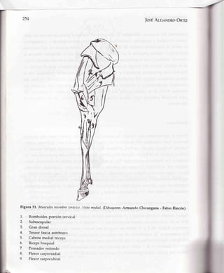 JosÉAre¡eNDRoOnrÍz
Vistn mcdial.(Dibujaron; Armando Chicangana - Fabio Rincón)
i
,
Figura 57. Músculos nicmbro tortícico
1. Romboides porción cervical
2. Subescapular
3. Gran dorsal
4. Tensor fascia antebrazo
5. Cabeza medial triceos
6. Biceps braquial
7. Pronador redondo
8. Flexor carporradial
9. Flexor carpocubital
 