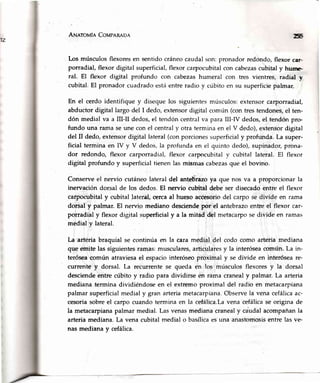 An¡aroule CovpeRRo¡ 2S
Los músculos flexoresen sentido cráneo caudal son: pronador redondo, flexor car-
porradial, flexor digital superficial, flexor carpocubital con cabezascubital y hune
ral- El flexor digital profundo con cabezas humeral con tres vientres, radial v
cubital. El pronador cuadrado está entre radio y cúbito en su superficie palmar.
En el cerdo identifique y diseque los siguientes músculos: extensor carporradial,
abductor digital largo del I dedo, extensor digital común (con tres tendones,el ten-
dón medial va a III-[ dedos, el tendón central va para III-N dedos, el tendón pro-
fundo una rama se une con el central y otra termina en el V dedo), extensor digital
del II dedo,extensordigital lateral(conporcionessuperficialy profunda.La super-
ficial terminaen IV y V dedos,la profundaen el quinto dedo),supinador,prona-
dor redondo, flexor carporradial,flexor carpocubitalv cubital lateral. El flexor
digital profundo y superficialtienenlas mismascabezasque el bovino.
Conserveel nervio cutáneolateral del antebrazoya que nos va a proporcionar la
inervación dorsal de los dedos.El nervio cubital debe ser disecadoentre el flexor
carpocubitaly cubital lateral, cercaal huesoaccesoriodel carpo sedivide en rama
dorsal y palmar. El nervio medianodesciendepor el antebrazoentreel flexor car-
porradialy flexordigital superficialy a la mitad del metacarposedivide en ramas
medial y lateral.
La artériabraquial se continúaen la cara medial del codo como arteriamediana
que emite las siguientesramas:musculares,articularesy la interóseacomún.La in-
teróseacomún atrayiesael espaciointeróseoproximal y se divide en interóseare-
currentey dorsal. La recurrentese queda en los músculosflexoresy la dorsal
desciendeentre cúbito y radio para dividirse en rama cranealy palmar.La arteria
medianatermina dividiéndoseen el extremoproximal del radio en metacarpiana
palmarsuperficialmedialy gran arteriametacarpiana.Observela venacefálicaac-
cesoriasobreel carpocuandoterminaen la cefálica.Lavenacefálicase origina de
la metacarpianapalmarmedial.Lasvenasmedianacranealy cáudalacompañanla
arteriamediana.La venacubitalmedialo basílicaesuna anastomosisentrelasve-
nas medianay cefálica.
 