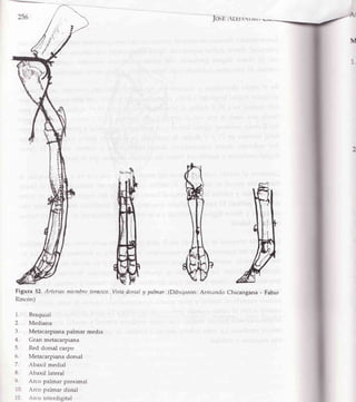 256 |o.sr,+rel.-r r-/rr:¡
l't,
/,$ .,'-'
))li¡'
",{ 1/
Figura 52. Arterias núentbrotoractco.Vista dorsaly palmar (Dibujatron:Arnrando Chicarrgana
Rincón)
Braquial
Mediana
Metacarpiana palmar media
Gran metacarpiana
Red dorsal carpo
Metacarpiana dorsal
Abaxil medial
Abaxil lateral
Arco palmar proximal
A,rcopalmar distal
-{rco urterdigital
Fabio
 