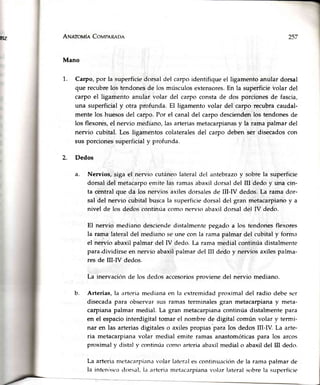 nz ANerovÍe CovpRR¡pn
Mano
1. Carpo, por la superficie dorsal del carpo identifique el ligamento anular dorsal
que recubrelos tendonesde los músculosextensores.En la superficieVolardel
carpo el ligamentoanular volar del carpo constade dos porcionesde fascia,
una superficialy otra profunda.El ligamentovolar del carpo recubracaudal-
mente los huesosdel carpo.Por el canaldel carpo desciendenlos tendonesde
los flexores,el nervio mediano, las arteriasmetacarpianasy la rama palmar del
nervio cubital.Los ligamentoscolateralesdel carpo debenser disecadoscon
susporcionessuperficialy profunda.
2. Dedos
Nervios, siga el nervio cutáneo lateral del antebrazo y sobre la superficie
dorsal del metacarpoemite las ramas abaxil dorsal del III dedo y una cin-
ta central que da los nervios axiles dorsalesde III-N dedos. La rama dor-
sal del nervio cubital busca la superficie dorsal dc'l gran metacarpiano y a
nivel de los dedos continúa como nervio abaxil dorsal del IV dedo.
El nervio mediano desciende distalmente pegado a los tendones flexores
la rama lateral del mediano se une con la rama palmar del cubital y forma
el nervio abaxil palmar del IV dedo. La rama medial continúa distalmente
para"dividirse en nervio abaxil palmar dc'lIII dedo y nervios axiles palma-
res de III-ry dedos.
La inervación de los dedos accesoriosproviene del nervio mediano.
Arterias, la ¡rrteriamediana en la t'xtremidad proximal del radio debe scr
disecada para observar sus ramas terminales gran metacarpiana y meta-
carpiana palmar medial. La gran metacarpianacontinúa distalmente para
en el espaciointerdigital tomar el nombre de digital común volar v termi-
nar en las arterias digitales o axiles propias para los dedos III-N. La arte-
ria metacarpiana volar medial emite ramas anastomóticaspara los arcos
proximal y distal y continúacomo arteriaabaxil medial o abaxil del Itr dedo.
La arteria metacarpianavolar I¿rter¿rles continuaci<inde la rama palmar de
la interrist'¿rc'lorsal,l¿rartcria metacarpianavolar lateralsobrela superficit'
a.
b.
 